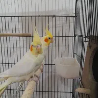 عروس هلندی جفت