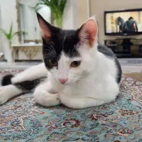 واگذاری گربه dsh