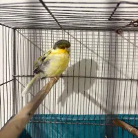 قناری گلاستر نر