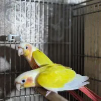 خرید طوطی فروش ملنگو گرینچیک راهب خورشیدی اکلکتوس
