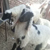 گوسفند ماده با بره نر