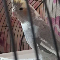 عروس هلندی با قفس