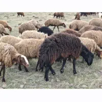 میش وبره فروشی آبستن ازهمو