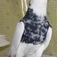 زرین نر