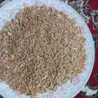 گندم ساورز