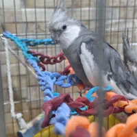 عروس هلندی فیس وایت  نر و ماده