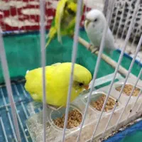 مرغ عشق|پرنده|کارون, |دیوار