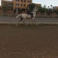 اسب سواری دارآرام