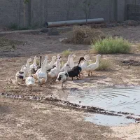 اردک و مرغ و خروس