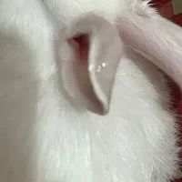 خرگوش