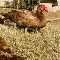 جوجه اردک‌ مسکویی شکلاتی خالص وارداتی