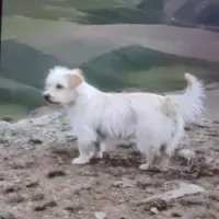 فروش پاکوتا وتوله پاکوتا