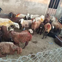 میش و بره