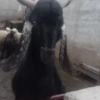 بز نژدی