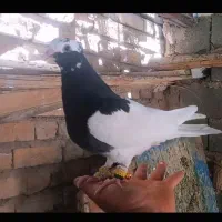 طوقی سیاه