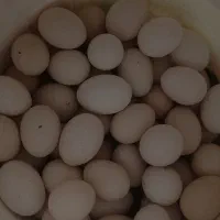 تخم مرغ محلی
