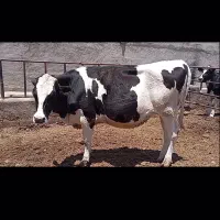 تلیسه هلشتاین آبستن ۵ ونیم ماه صنعتی اسپرم سوپر