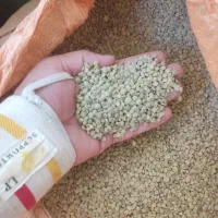 عدس محلی زود پخت درجه یک خراسان