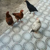 چهار عدد جوجه خروس ۴ماهه