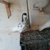 کبوتر