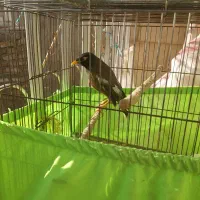 پرنده مرغ مینا