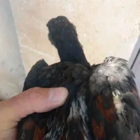 فروش جوجه لاری