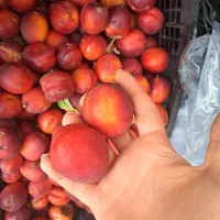 هلو انجیلی و شلیل نصف قیمت بازار