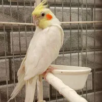 عروس هلندی