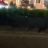 اجاره مغازه