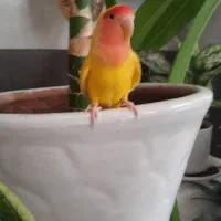 کوتوله برزیلی