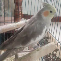 عروس هلندی