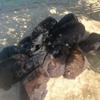 ۵عدد بره ماده قره قزل درجه یک طلای ۲۲ عیار
