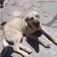 فروش سگ  پژدر ماده