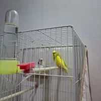 دو جفت مرغ عشق با قفس
