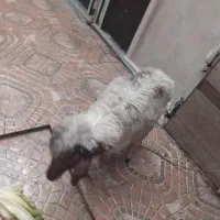 بره علف خور