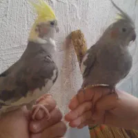 عروس هلندی