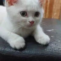 گربه اسکاتیش واگذاری