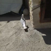 کبوتر ساده