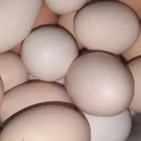 تخم مرغ رسمی و محلی
