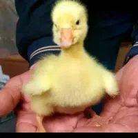 جوجه غاز دونه ای 650هزار