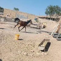 کره‌عرب
