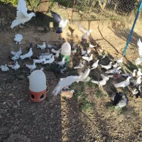 یه تیپ کبوتر بوم ندیده