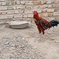 فروش