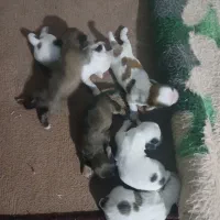 سگ شیدزو فلت