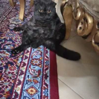 گربه اسکاتیش
