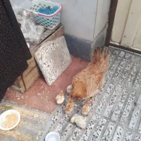 مرغ وجوجه