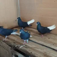 کبوتر دم سفید