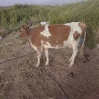 گاو ماده