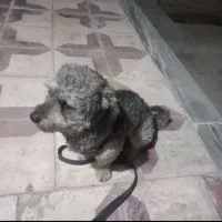 سگ پودل مینی