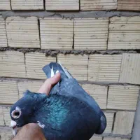 کبوتر نر سرسیاه